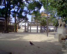 仲畑地禄神社の境内と鳩