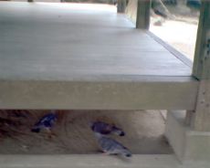 仲畑地禄神社の拝殿の床下に遊ぶ鳩