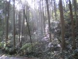 後野妙見神社に連なる山道、そこを包む森林